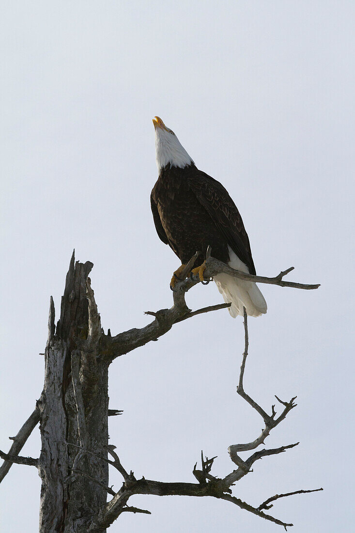 An eagle up on the top of a dead tree calling out