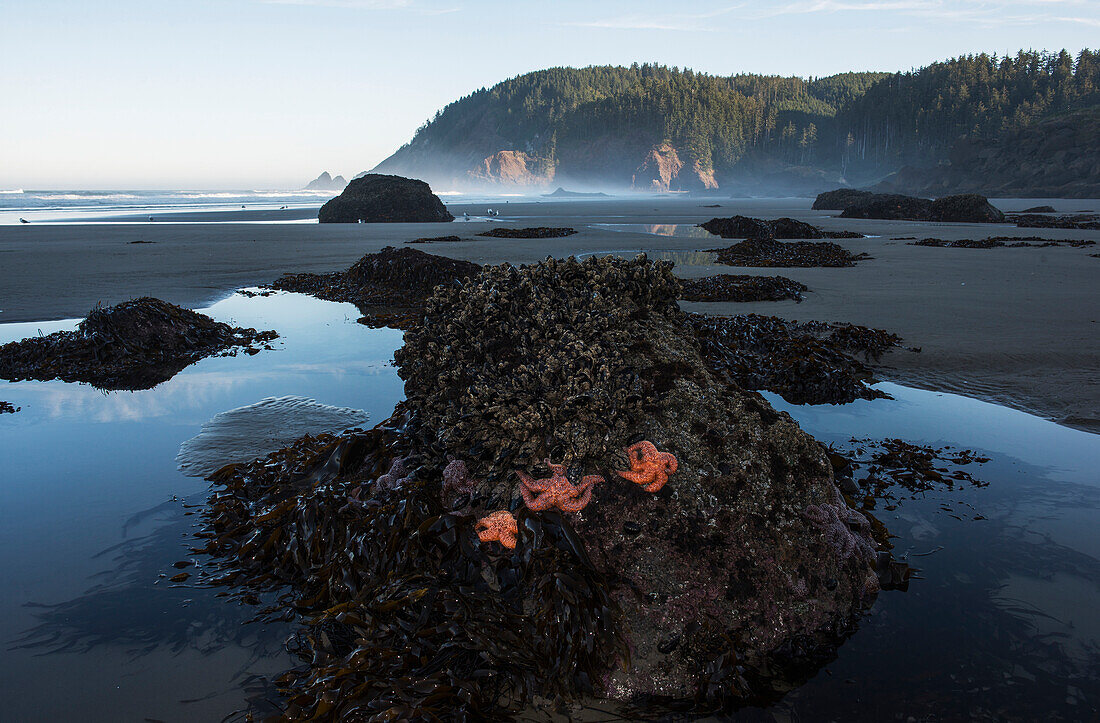 'Tillamook Head, Ecola State Park; Cannon Beach, Oregon, United States of America'