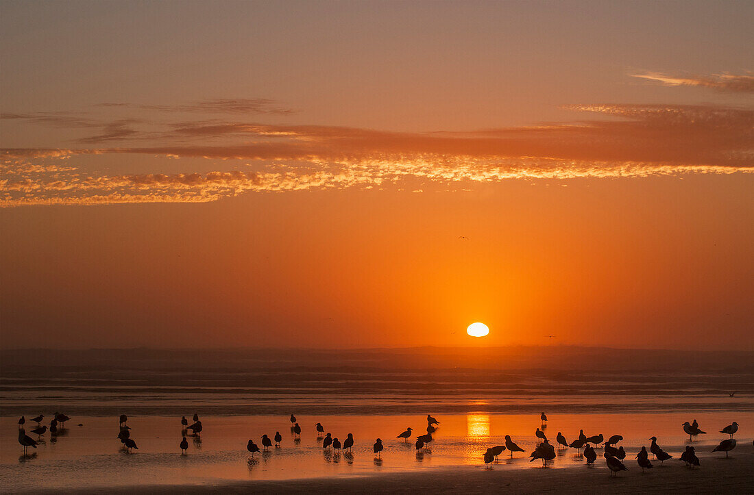 'Seagulls rest on the beach at sunset; Cannon Beach, Oregon, United States of America'