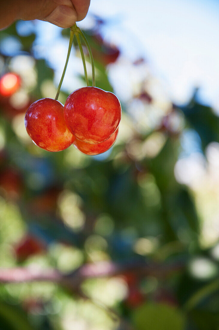 'Ranier cherries are ripe and delicious in the Okanagan; British Columbia, Canada'