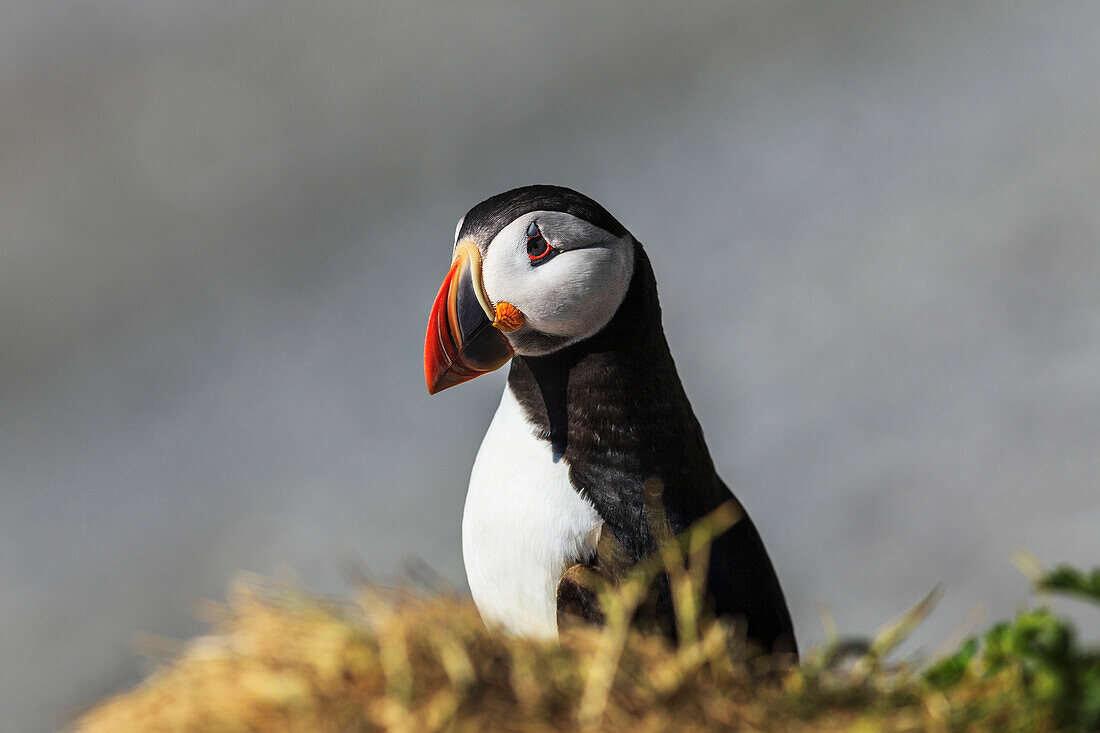 'Atlantic Puffin (Fratercula arctica) at Ile aux Perroquets, Mingan Archipelago National Park Reserve of Canada, Cote-Nord, Duplessis region; Quebec, Canada'