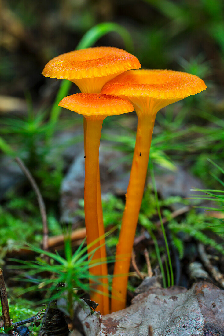 'Yellow mushrooms; Field, Ontario, Canada'