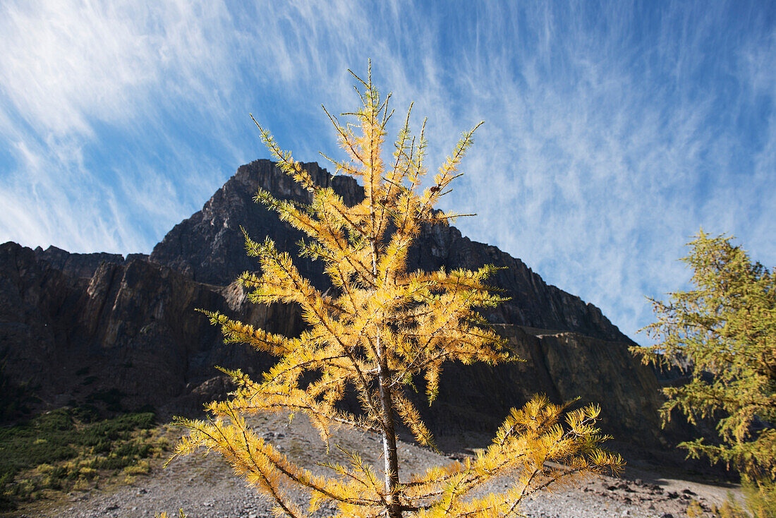 'Larch tree turning golden at Rockbound Lake; Alberta, Canada'