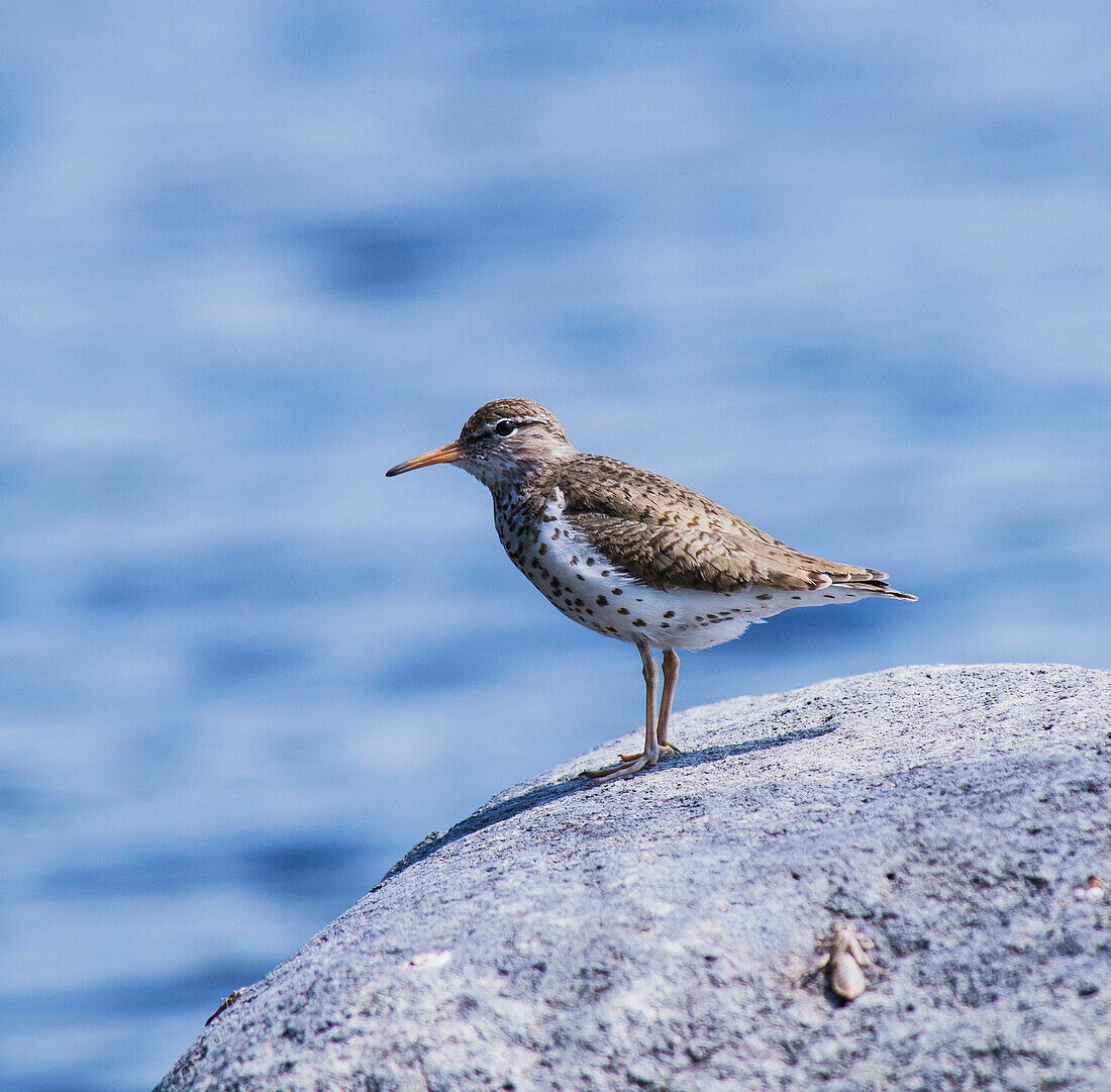 'A bird on a rock with water in the background; Field, Ontario, Canada'