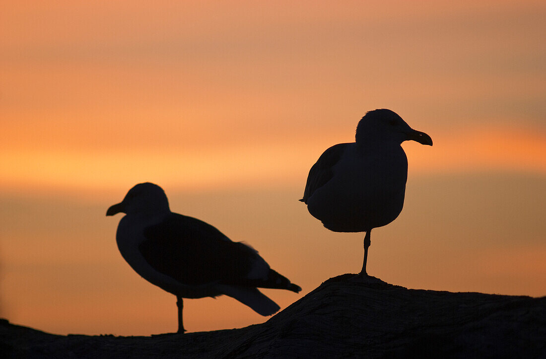 'Gulls silhouetted against the orange sky; Seaside, Oregon, United States of America'