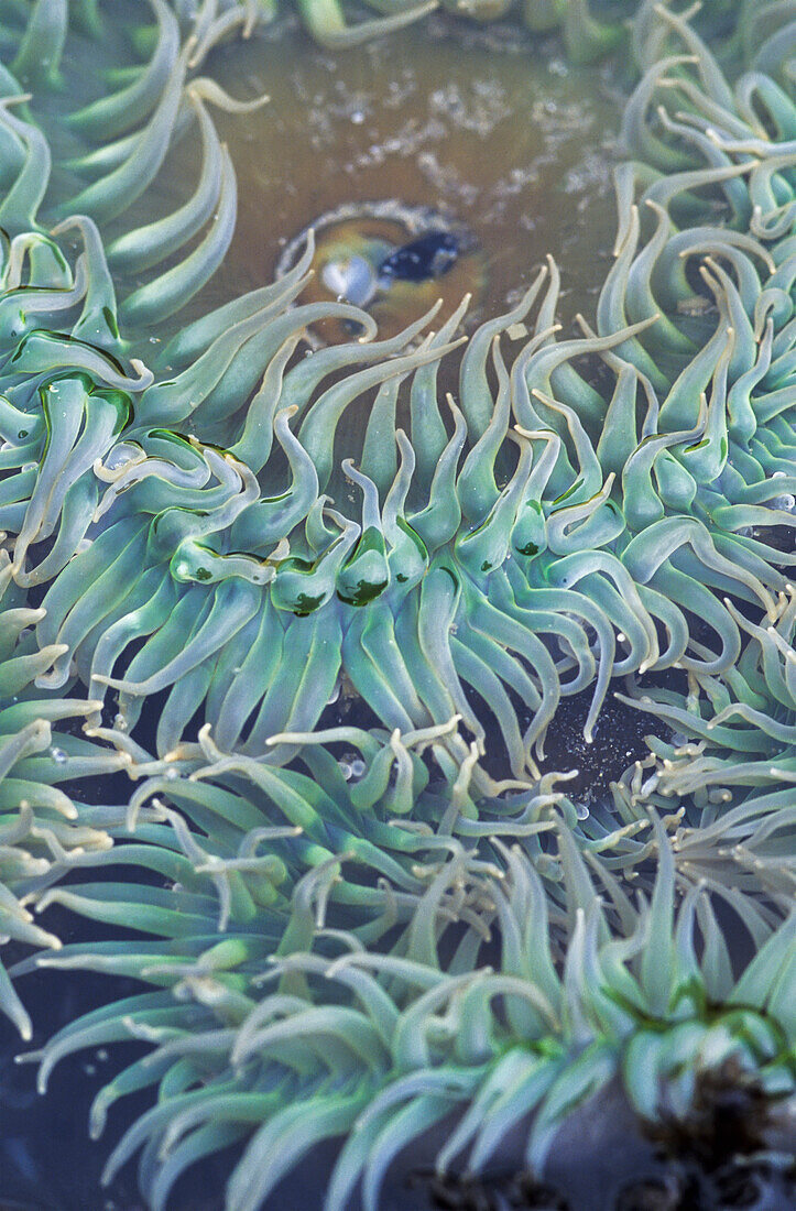 'A green sea anemone; Oregon, United States of America'