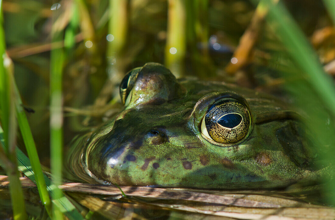 'A bullfrog (Lithobates catesbeianus) rests in a pond; Astoria, Oregon, United States of America'