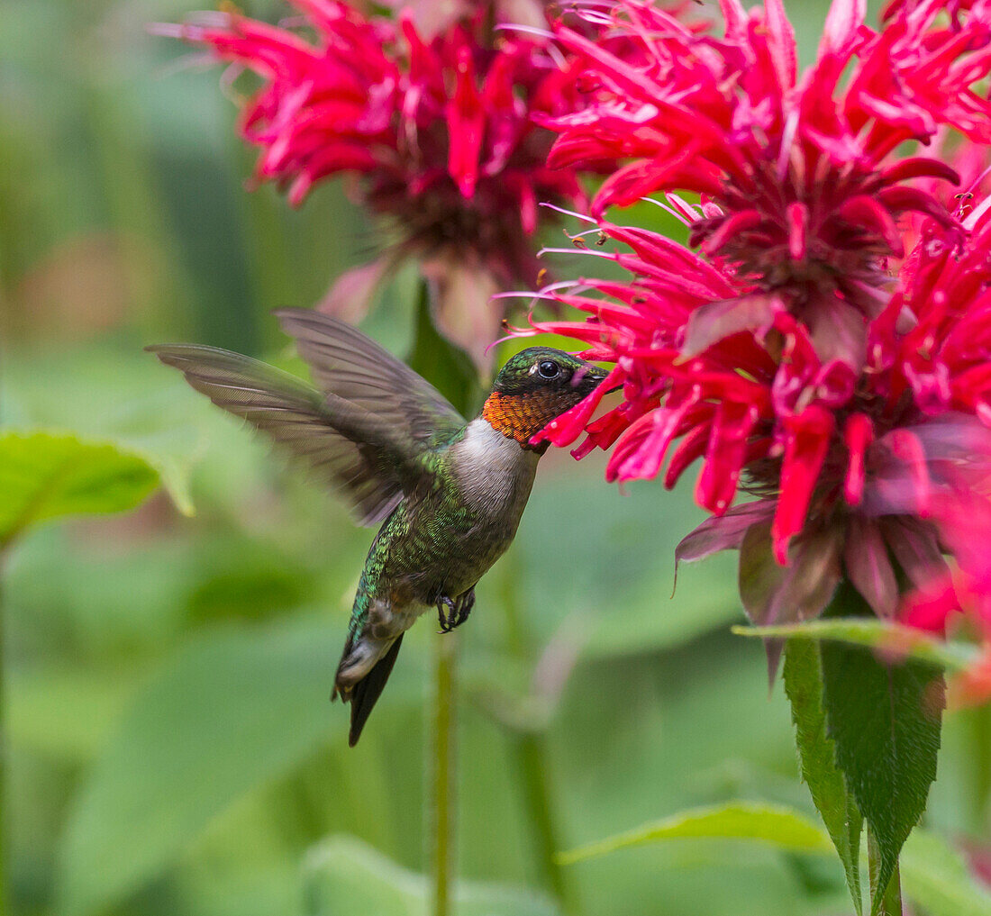 'A hummingbird hovers by a bright pink blossoming flower; Ontario, Canada'