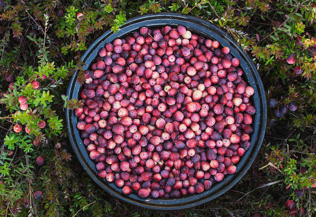 'A bowl full of cranberries; Ontario, Canada'