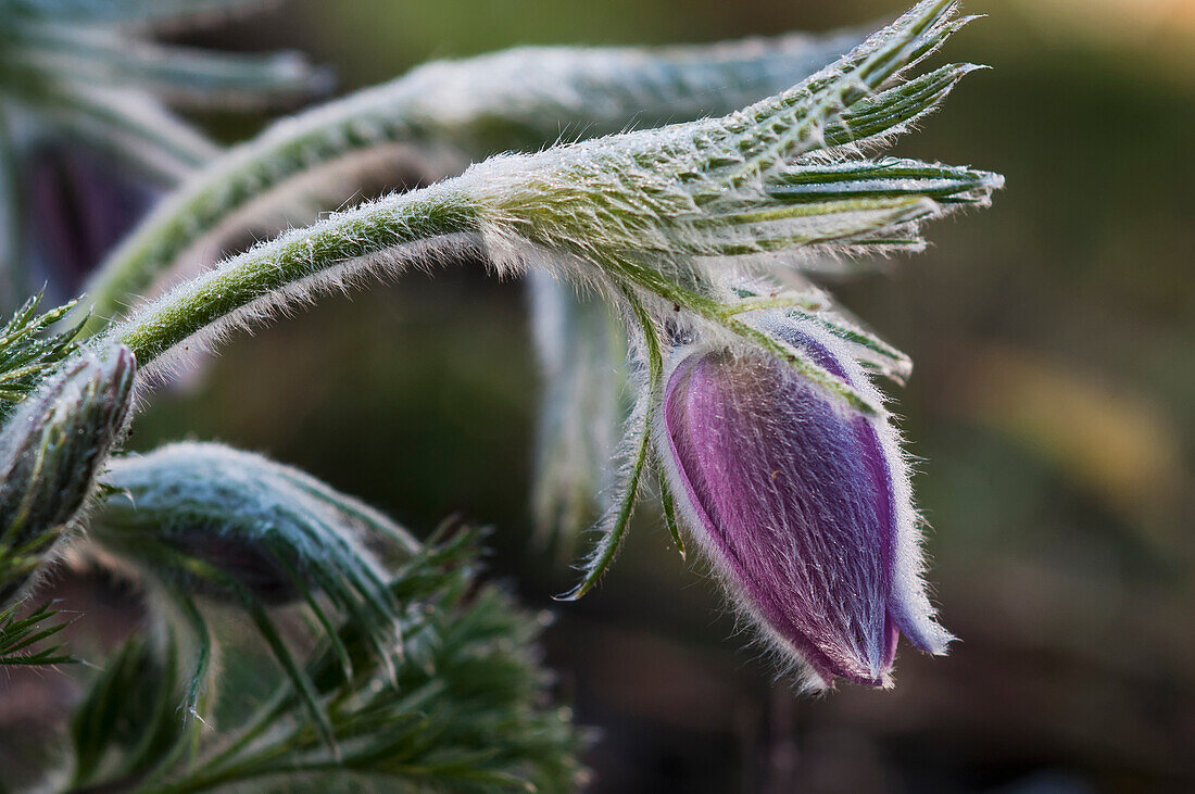 Pasque Flower Blooms in the Garden; Oregon, United States of America'