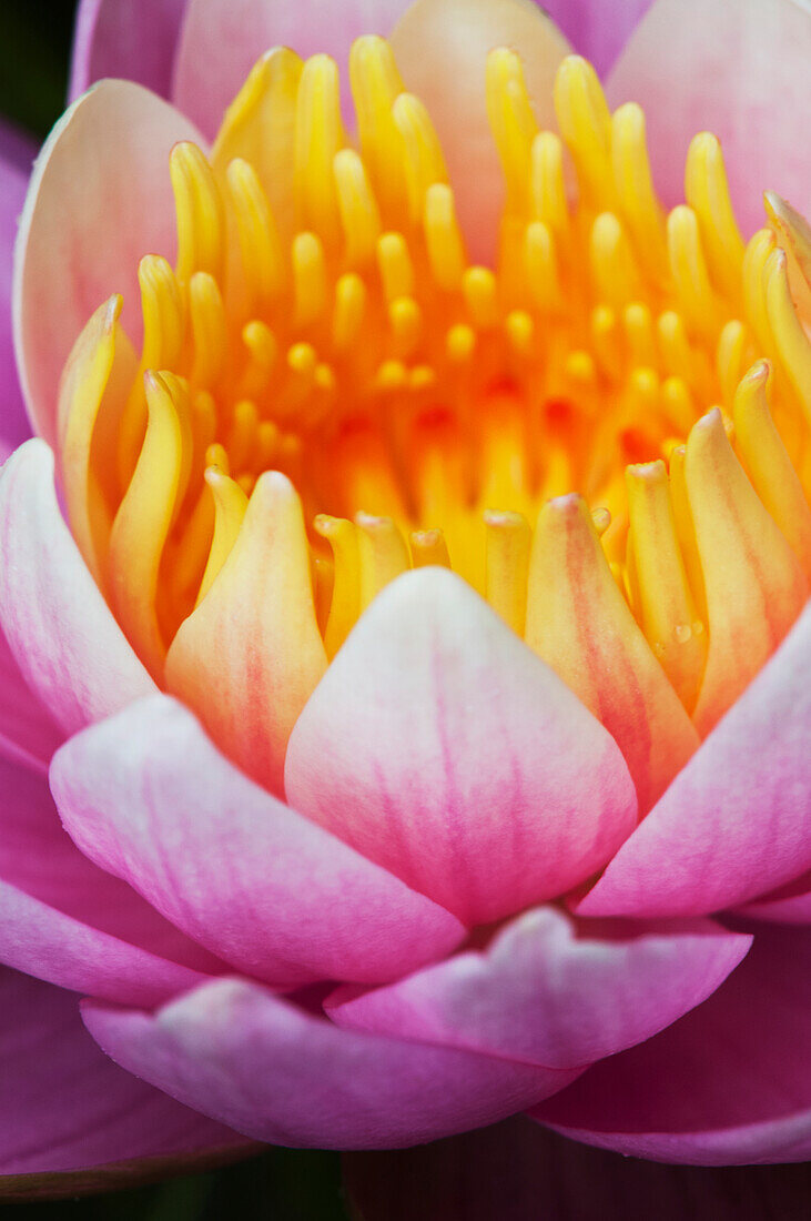 'A water lily (Nymphaeaceae) blooms in a pond; Astoria, Oregon, United States of America'