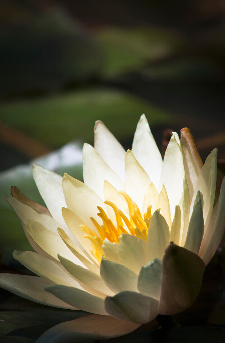 'Water lily blooms in a pond; Astoria, Oregon, United States of America'