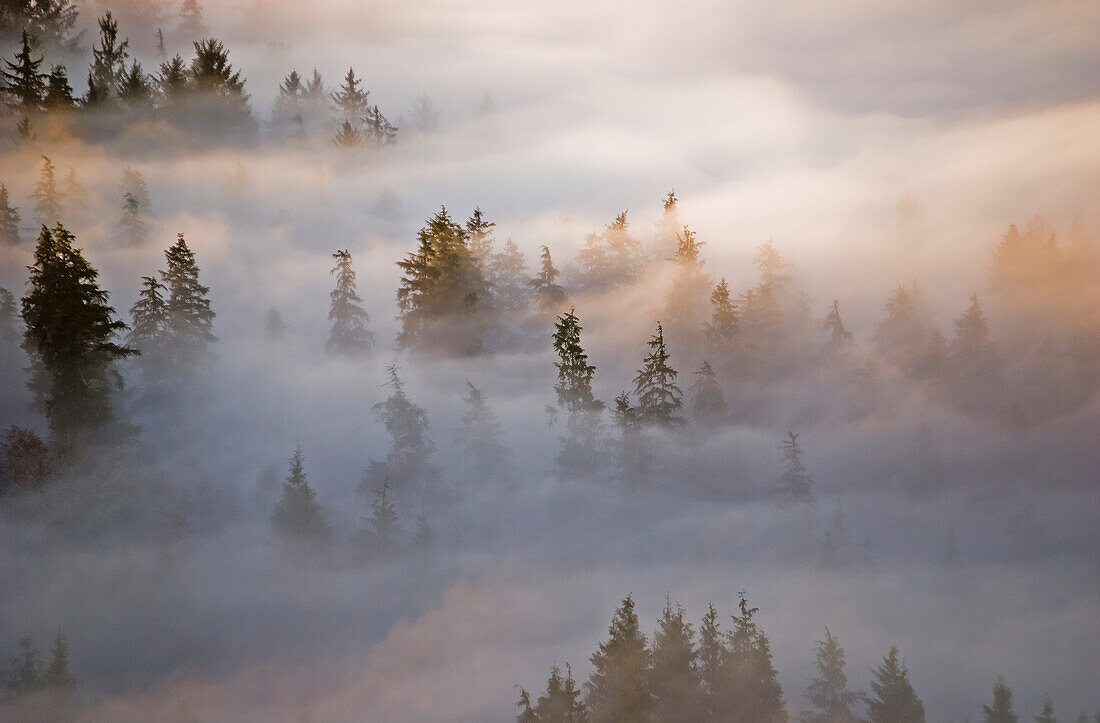 'Fog fills the forest; Astoria, Oregon, United States of America'