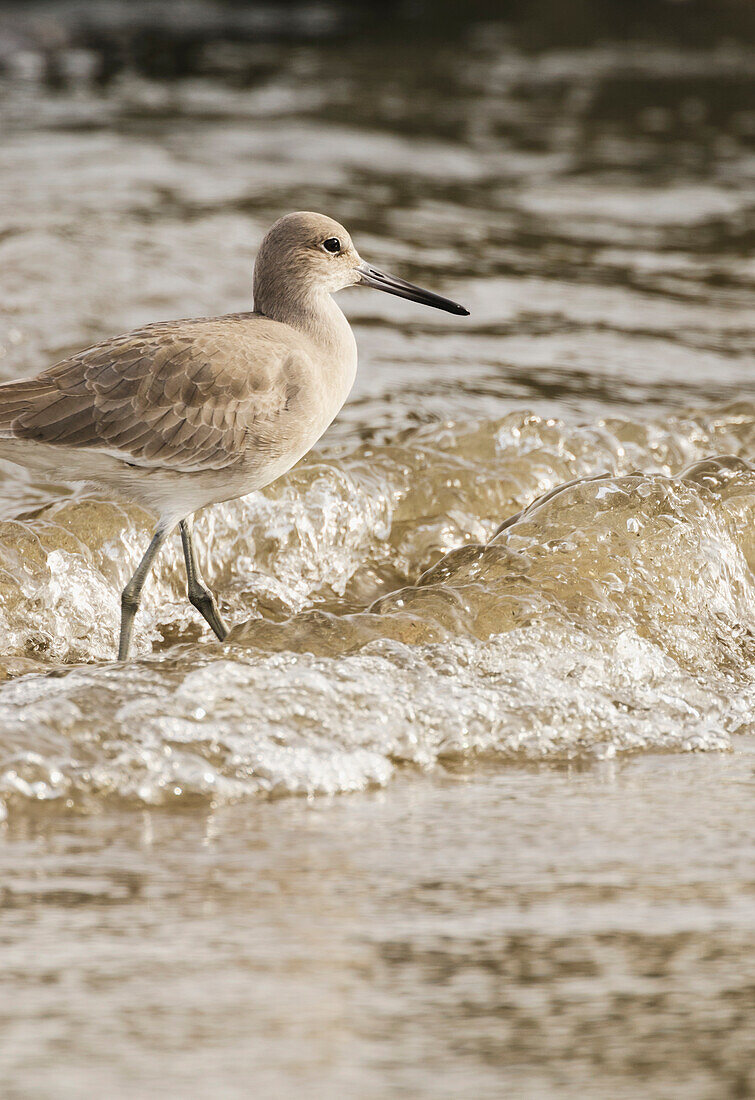 'Willet (Tringa semipalmata) foraging for food along the water's edge; San Francisco, California, United States of America'