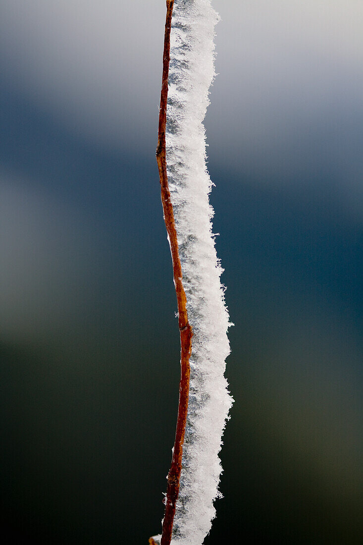 'Rime on a stem; Washington, United States of America'