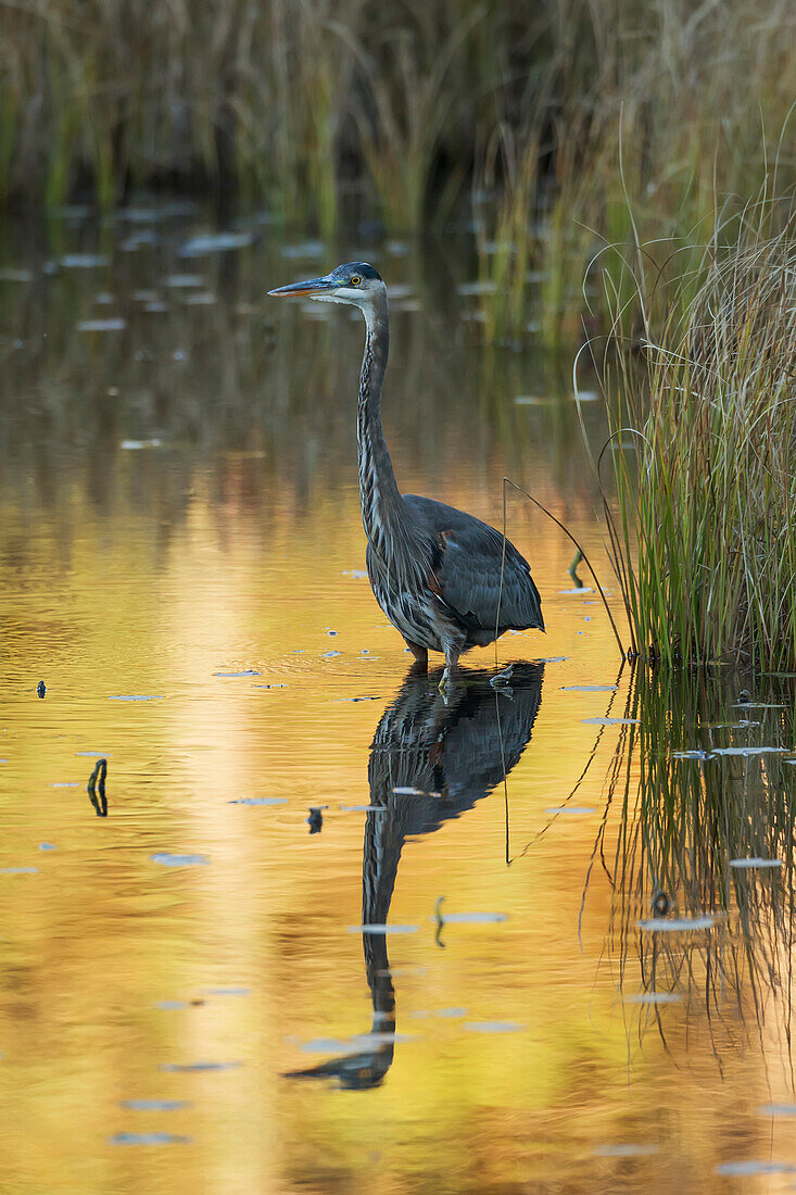 'Great Blue Heron (Ardea herodias) fishing in Costello Creek, Algonquin Park; Ontario, Canada'