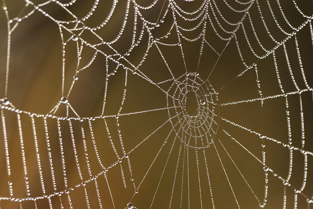 'Spiderweb covered in dew at early morning, Algonquin Park; Ontario, Canada'