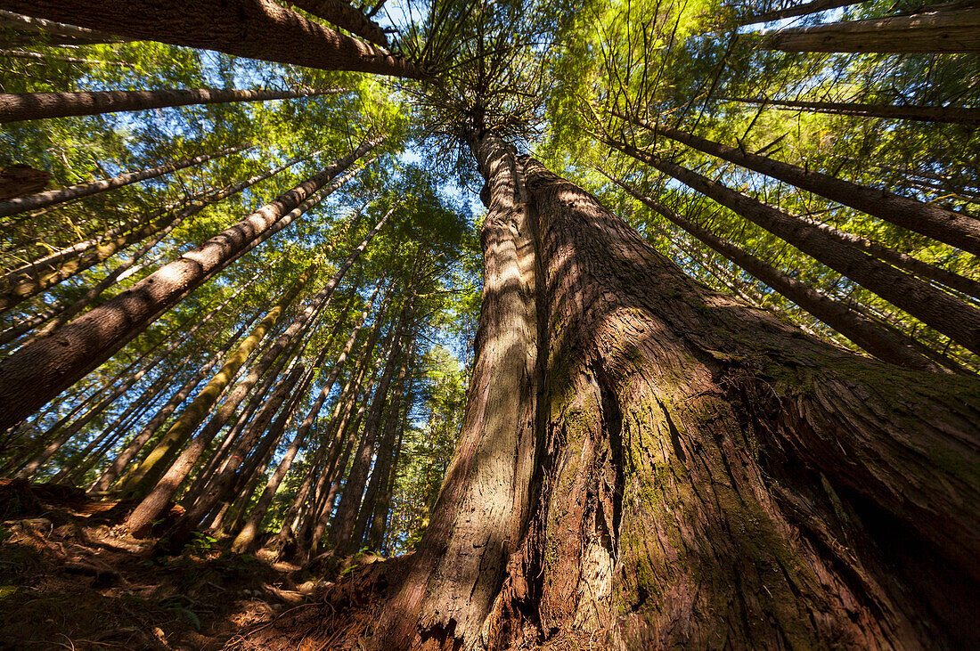 'An old growth tree reaches for the sky in a forest on Vancouver Island; British Columbia, Canada'