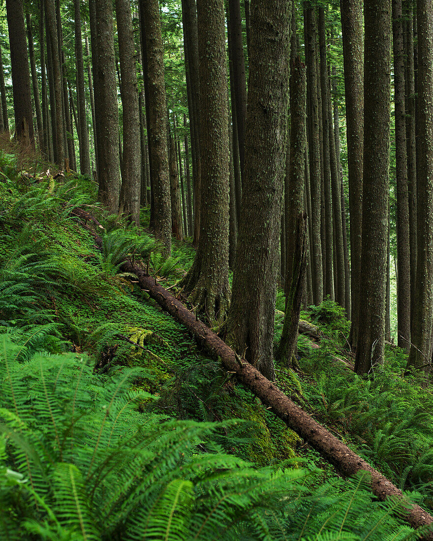 'Western Hemlock trees grow in Oswald West State Park; Manzanita, Oregon, United States of America'