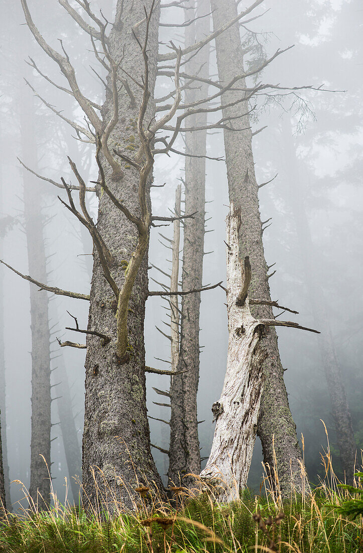 'Leafless trees in the fog; Cannon Beach, Oregon, United States of America'