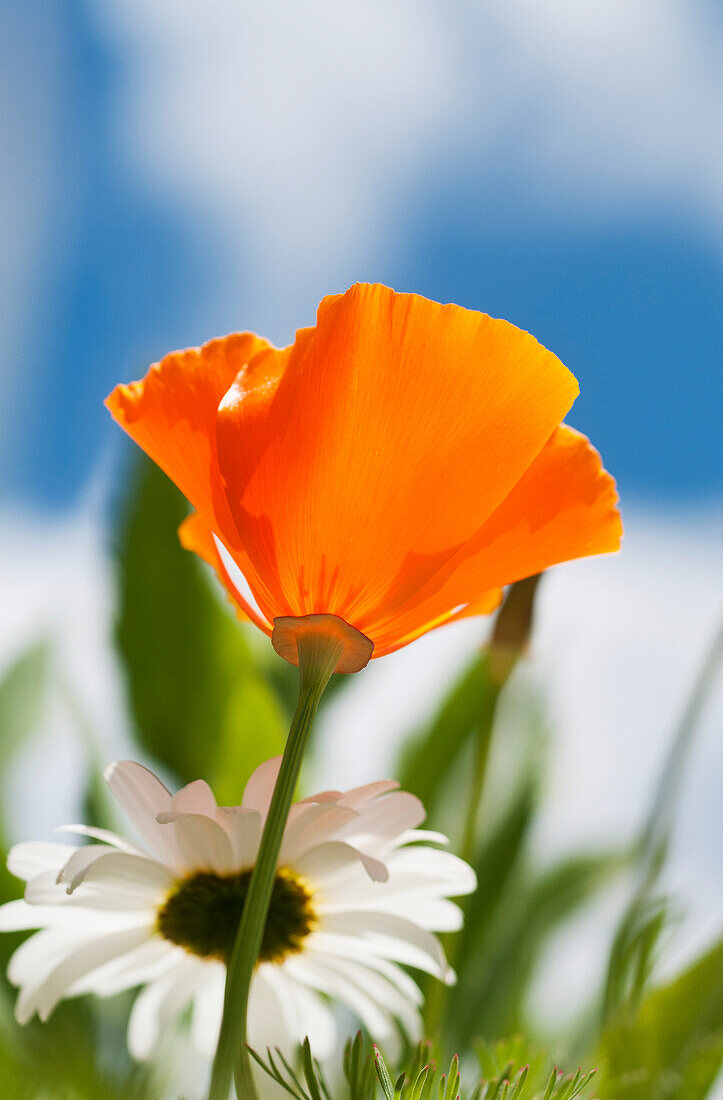 'A poppy and daisies bloom in the garden; Astoria, Oregon, United States of America'