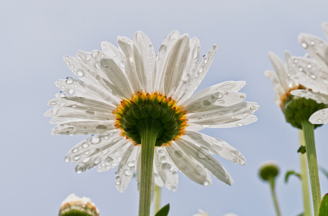 'Raindrops cling to daisy petals; Astoria, Oregon, United States of America'