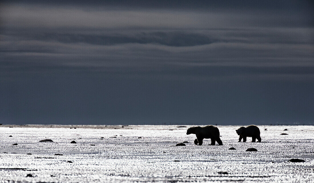 'Adult polar bears (ursus maritimus) walk on the tidal flats of southern Hudson Bay while a storm approaches; Manitoba, Canada'