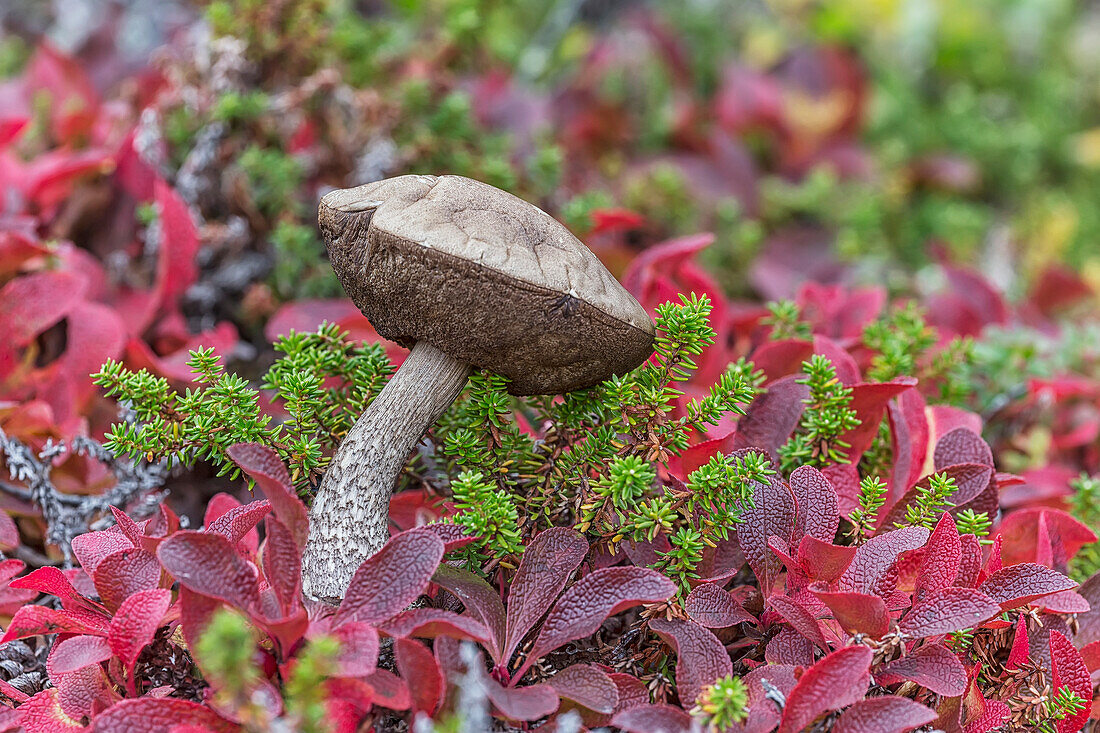 'A mushroom growing in the tundra with bearberry plants; Churchill, Manitoba, Canada'