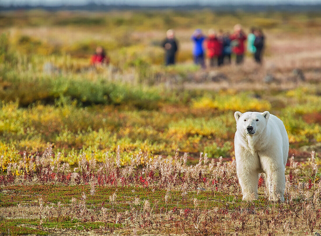 'Polar bear (ursus maritimus) standing in front of a group of people near Seal River Lodge on the shore of Hudson Bay; Manitoba, Canada'