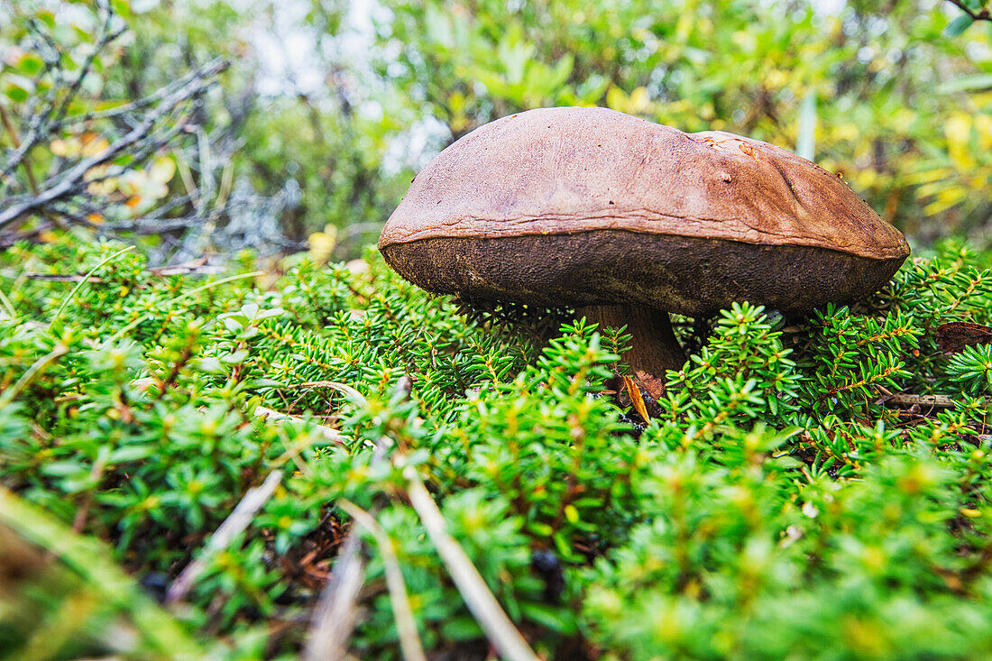 'Large mushroom growing in the tundra along the Hudson Bay shoreline; Manitoba, Canada'
