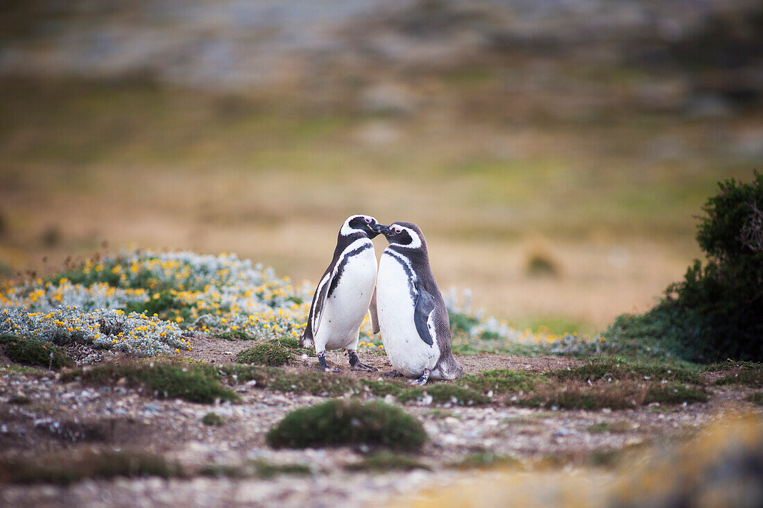 'Magellanic Penguins (Spheniscus magellanicus); Punta Arenas, Magallanes, Chile'