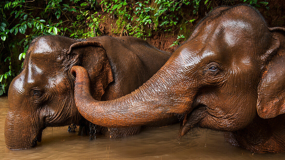 'An elephant tickles another elephant's ear while in the river bathing; Sen Monorom, Mondulkiri, Cambodia'