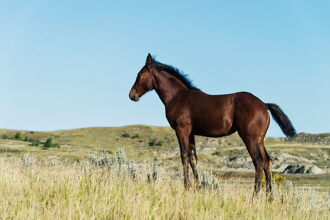 'Wild horse in Theodore Roosevelt National Park; North Dakota, United States of America'
