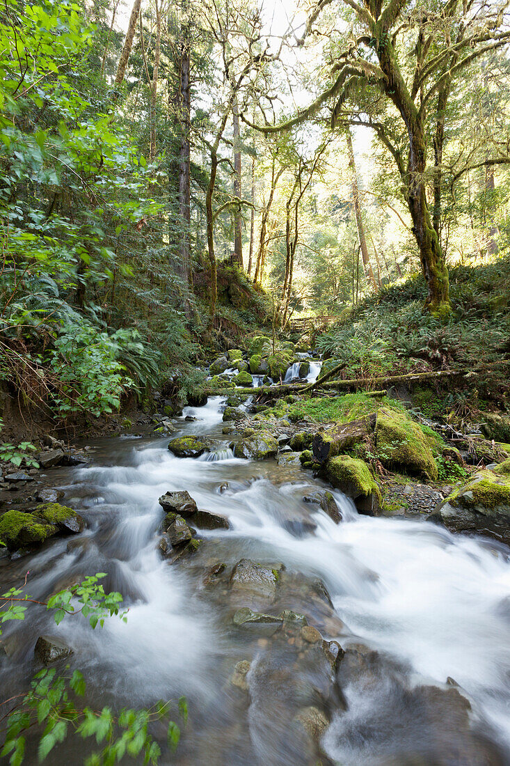 'Water flowing and cascading over rocks in a stream through a mossy forest; Oregon, United States of America'