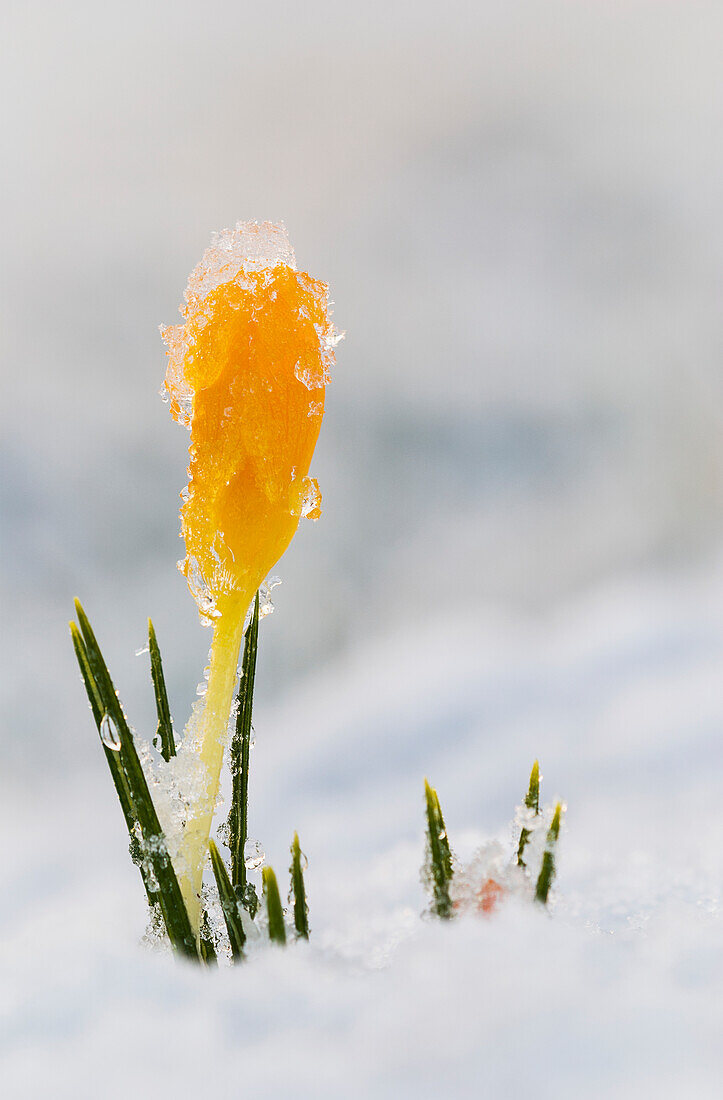 'Crocus buds coming up through the snow; Astoria, Oregon, United States of America'