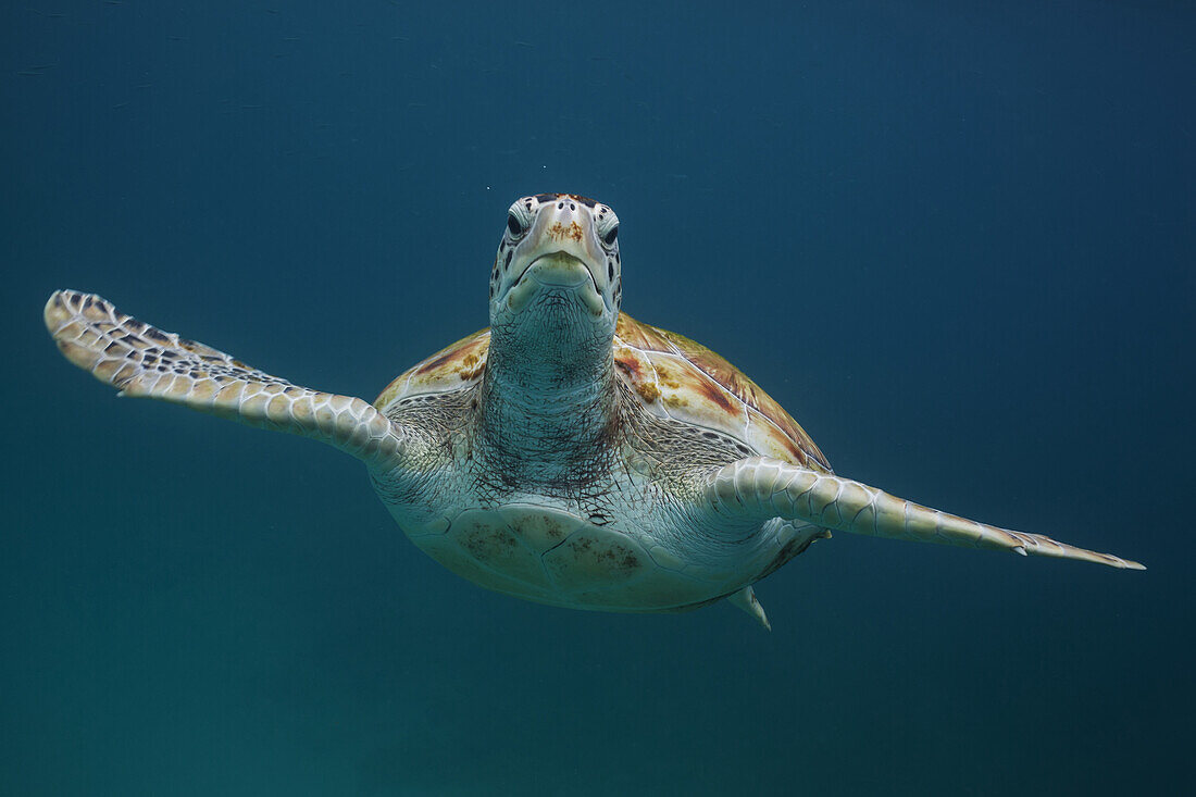'Green turtle swimming underwater; Barbados'