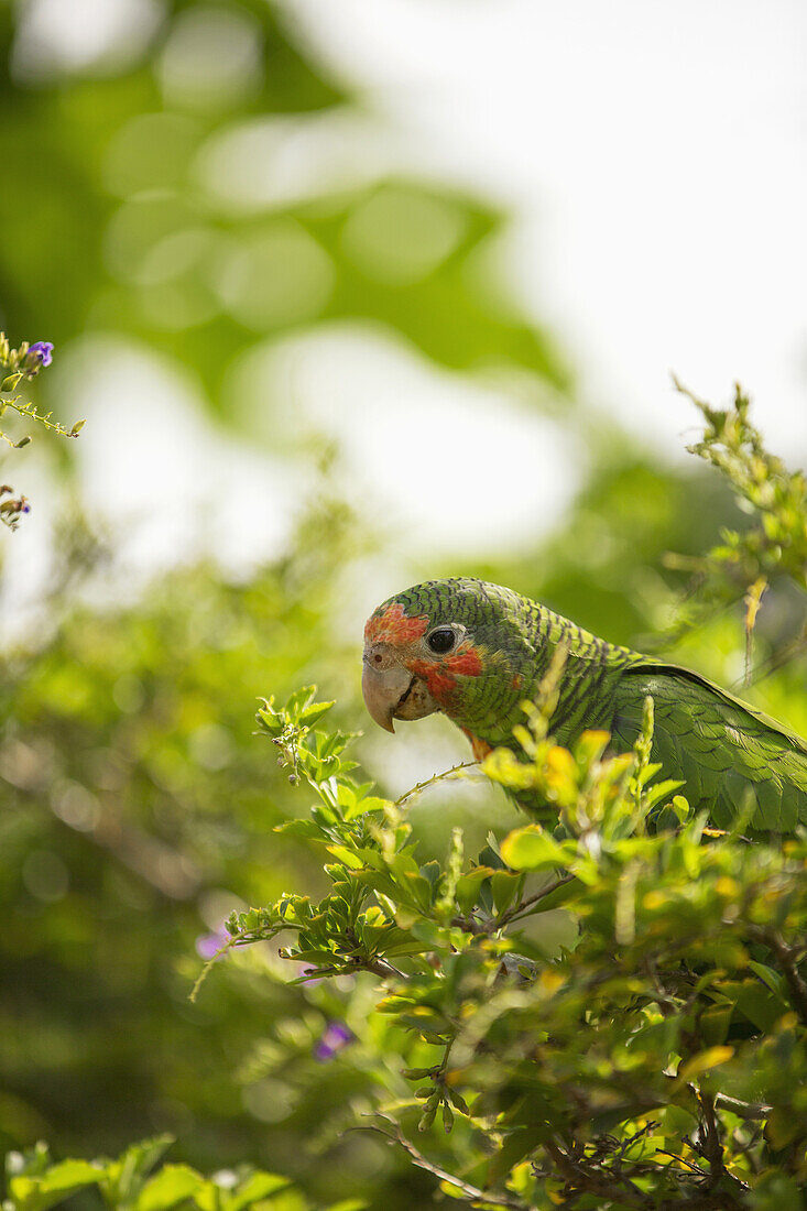 'Rose throated parrot; Grand Cayman, Cayman Islands'
