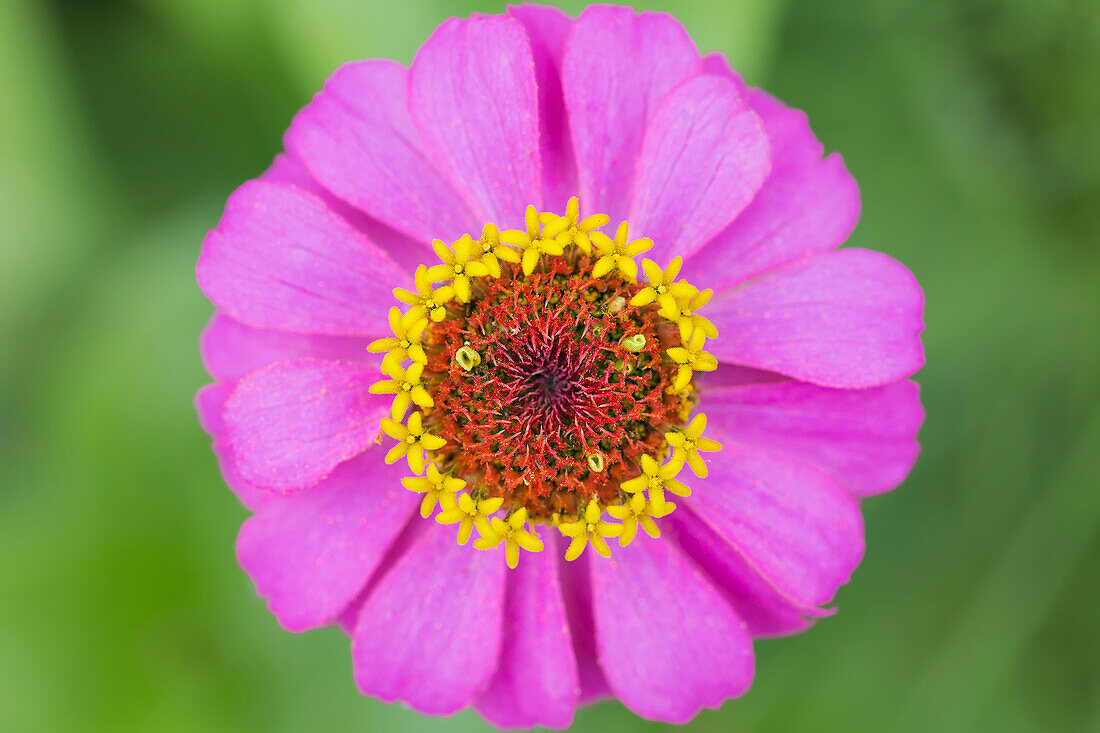 Nahaufnahme einer rosa Blüte der Japanischen Anemone (Anemone hupehensis); Manitoba, Kanada'