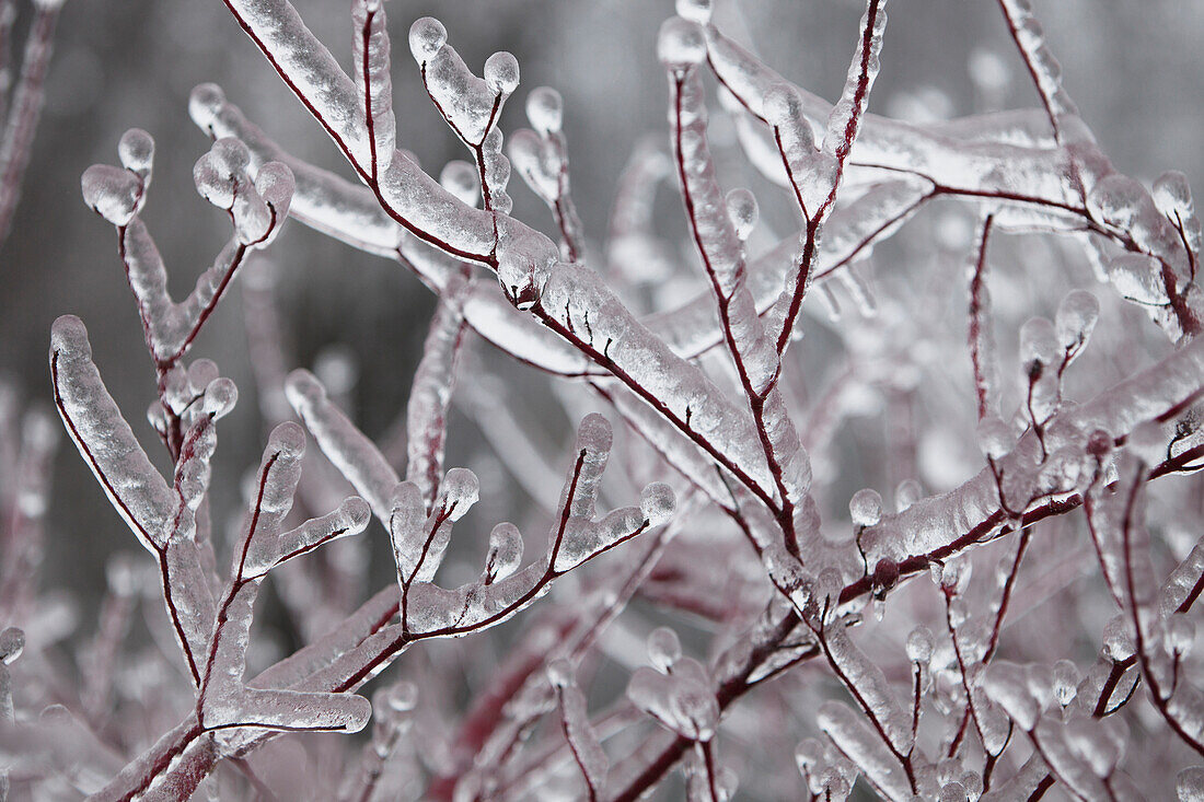 'Ice coated fallen tree damaged from an ice storm; Brampton, Ontario, Canada'