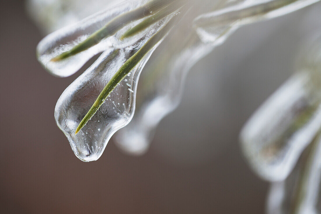 'Pine needles after an ice storm; Georgetown, Ontario, Canada'
