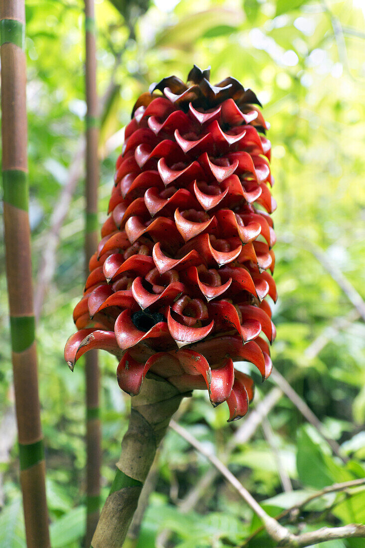 Indonesische Wachs-Ingwerblüte; Insel Hawaii, Hawaii, Vereinigte Staaten von Amerika'