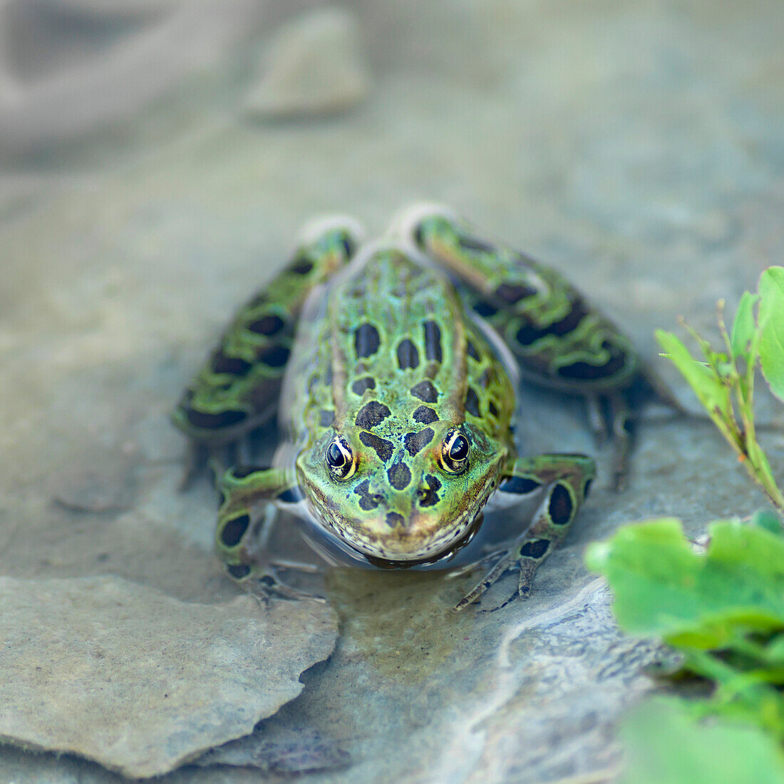 'A spotted green frog rests in the shallow water on a rock in Hecla-Grindstone Provincial Park; Manitoba, Canada'