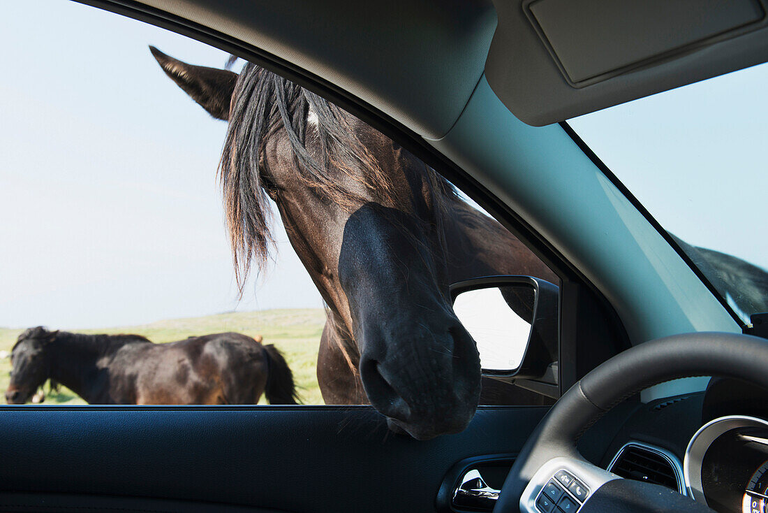 'A horse puts it's head into an open car window; Bonavista, Newfoundland and Labrador, Canada'