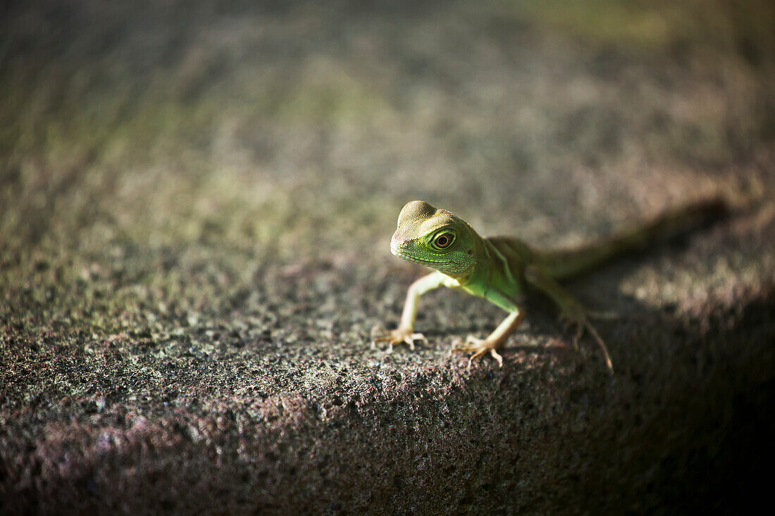 'Close up of small lizard on stone surface; Frankfurt am Main, Germany'