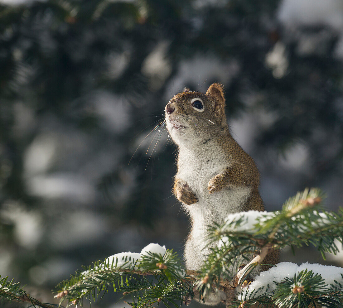 'A red squirrel (Sciurus vulgaris) sits alert in a snow covered tree; Ontario, Canada'