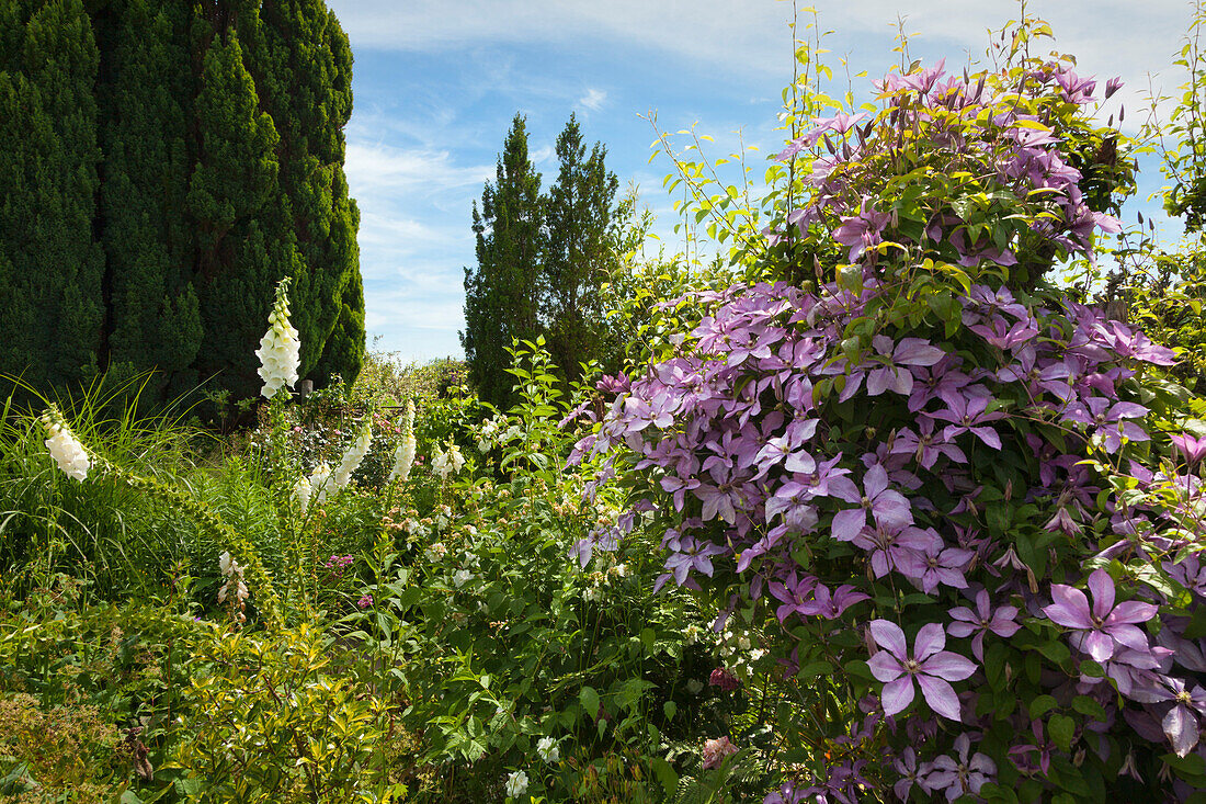 Weisser Fingerhut und Clematis im Peacock Topiary, Great Dixter Gardens, Northiam, East Sussex, Großbritannien