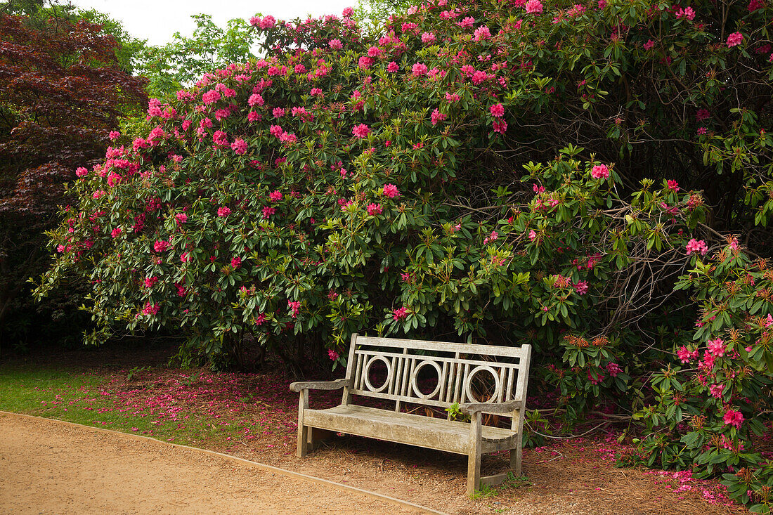 Bench infront of a rhododendron, Sheffield Park Garden, East Sussex, Great Britain