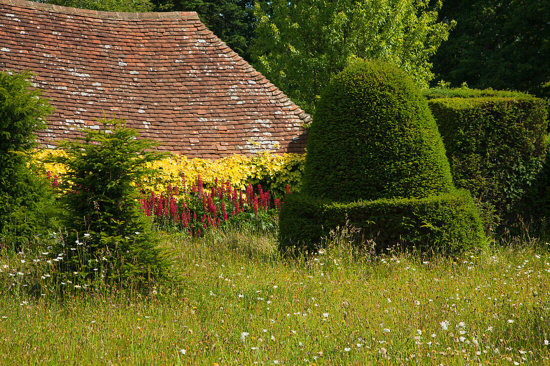 Trimmed yews on the Topiary Lawn of the manor house, Great Dixter Gardens, Northiam, East Sussex, Great Britain