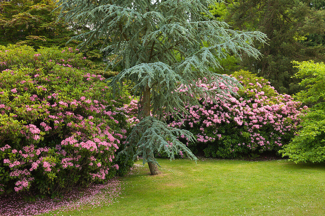 Rhododendron, Sheffield Park Garden, East Sussex, Großbritannien