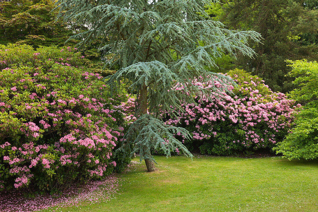 Rhododendron in Sheffield Park Garden, East Sussex, Great Britain